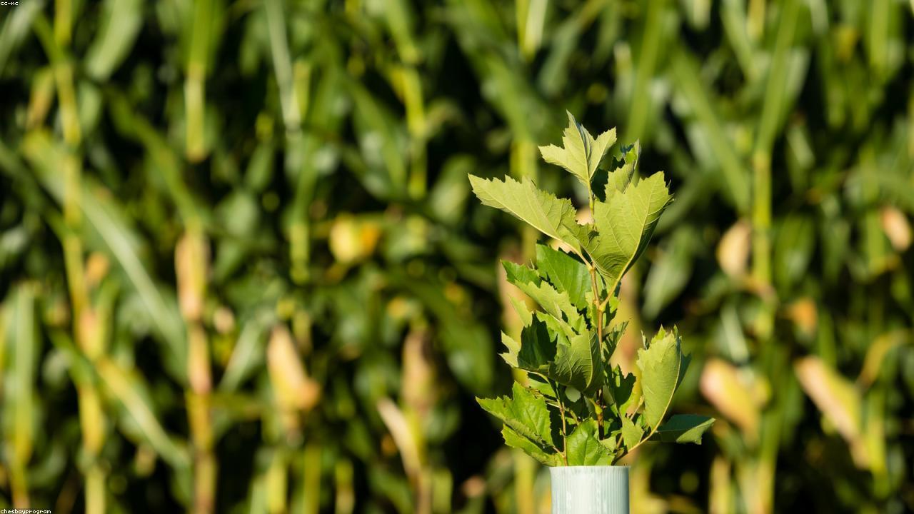 Agriculture & Food Security visual